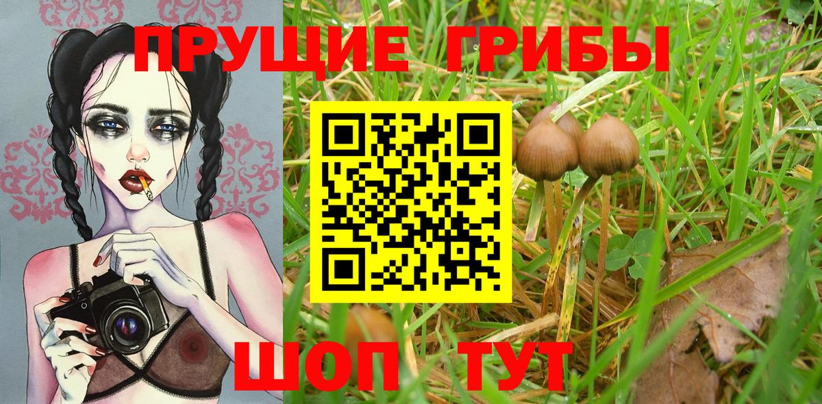 Галлюциногенные грибы Psilocybe  Псилоцибиновые грибы мицелий  Невинномысск  Вход с VPN 